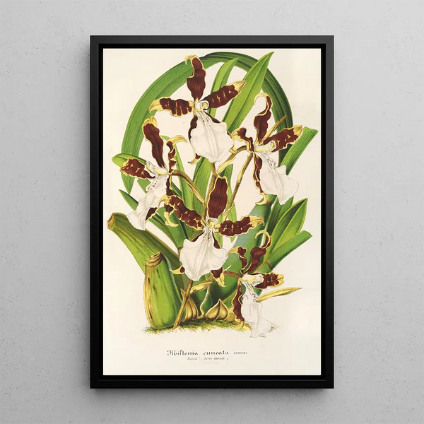Charles Antoine Lemaire - Miltonia cuneata.webp