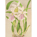Miltonia roosa - Charles Antoine Lemaire — näkymä teoksesta