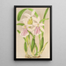 Miltonia roosa - Charles Antoine Lemaire — kehystetty taideteos seinällä