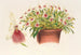 Miltonia spectabilis - Charles Antoine Lemaire — näkymä teoksesta