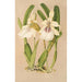 Miltonia spectabilis var virginalis - Charles Antoine Lemaire — näkymä teoksesta
