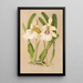 Miltonia spectabilis var virginalis - Charles Antoine Lemaire — kehystetty taideteos seinällä