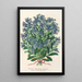 Maalauksen jäljennös Myosotis Impératrice Élisabeth semperflorens - Charles Antoine Lemaire