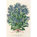Maalauksen jäljennös Myosotis Impératrice Élisabeth semperflorens - Charles Antoine Lemaire