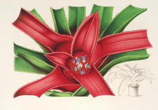 Charles Antoine Lemaire - Nidularium Meyendorffii.webp