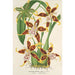Maalauksen jäljennös Odontoglossum hallii - Charles Antoine Lemaire