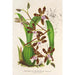 Maalauksen jäljennös Odontoglossum reichenheimii - Charles Antoine Lemaire