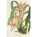 Maalauksen jäljennös Odontoglossum bictoniense -lajike loisteliaana - Charles Antoine Lemaire