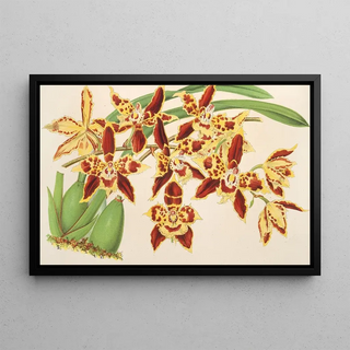 Charles Antoine Lemaire - Odontoglossum luteopurpureum var sceptrum.webp