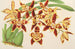 Odontoglossum luteopurpureum var. sceptrum - Charles Antoine Lemaire — näkymä teoksesta
