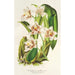 Maalauksen jäljennös Odontoglossum maxillare - Charles Antoine Lemaire