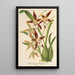 Maalauksen jäljennös Odontoglossum nevadense - Charles Antoine Lemaire