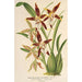 Maalauksen jäljennös Odontoglossum nevadense - Charles Antoine Lemaire