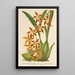 Maalauksen jäljennös Odontoglossum odoratum var. latimaculatum - Charles Antoine Lemaire