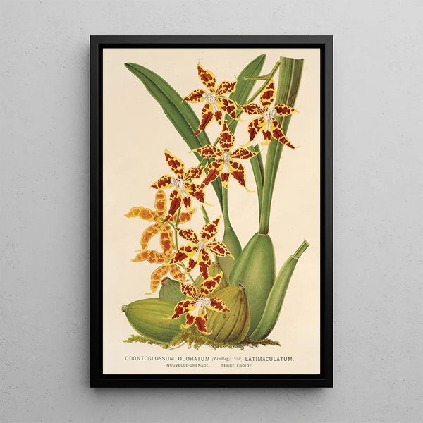 Charles Antoine Lemaire - Odontoglossum odoratum var latimaculatum.webp