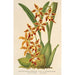 Maalauksen jäljennös Odontoglossum odoratum var. latimaculatum - Charles Antoine Lemaire