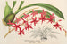 Odontoglossum roseum - Charles Antoine Lemaire — näkymä teoksesta