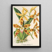 Maalauksen jäljennös Odontoglossum triumphans - Charles Antoine Lemaire