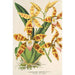 Maalauksen jäljennös Odontoglossum triumphans - Charles Antoine Lemaire