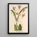 Maalauksen jäljennös Oncidium phalaenopsis - Charles Antoine Lemaire