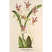 Maalauksen jäljennös Oncidium phalaenopsis - Charles Antoine Lemaire