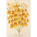 Oncidium aurosum - Charles Antoine Lemaire — näkymä teoksesta