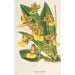 Oncidium bicallosum - Charles Antoine Lemaire — näkymä teoksesta