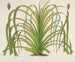 Pandanus mauritianus - Charles Antoine Lemaire — näkymä teoksesta