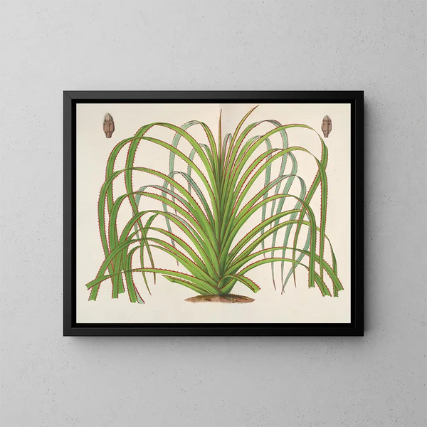Pandanus mauritianus - Charles Antoine Lemaire — kehystetty taideteos seinällä