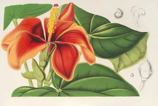 Charles Antoine Lemaire - Paritium elatum.webp