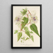 Maalauksen jäljennös Passiflora baraquiniana - Charles Antoine Lemaire