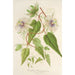 Maalauksen jäljennös Passiflora baraquiniana - Charles Antoine Lemaire