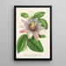 Maalauksen jäljennös Passiflora imperatrice Eugénie hybrid - Charles Antoine Lemaire