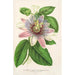 Maalauksen jäljennös Passiflora imperatrice Eugénie hybrid - Charles Antoine Lemaire
