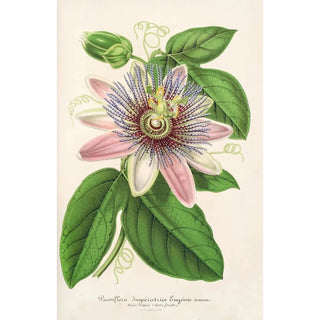 Charles Antoine Lemaire - Passiflora Imperatrice Eugenie hybride.webp