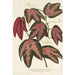 Maalauksen jäljennös Passiflora trifasciata - Charles Antoine Lemaire