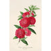 Maalauksen jäljennös Camellia-kukkien kalastajamaalaus - Charles Antoine Lemaire