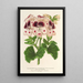 Maalauksen jäljennös Kukkakauppojen pelargoniamaalaus, monivuotinen, Wilhelma-muisto - Charles Antoine Lemaire