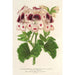 Maalauksen jäljennös Kukkakauppojen pelargoniamaalaus, monivuotinen, Wilhelma-muisto - Charles Antoine Lemaire