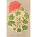Maalauksen jäljennös Pélargonium zonale -maalaus var. quadricolor - Charles Antoine Lemaire
