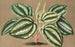 Peperomia Verschaffeltii - Charles Antoine Lemaire — näkymä teoksesta