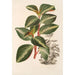 Peperomia velutina - Charles Antoine Lemaire — näkymä teoksesta
