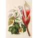Maalauksen jäljennös Philodendron daguense - Charles Antoine Lemaire