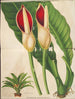 Philodendron calophyllum - Charles Antoine Lemaire — näkymä teoksesta