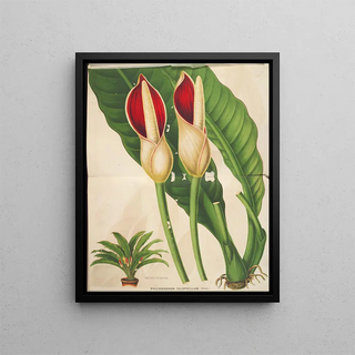 Charles Antoine Lemaire - Philodendron calophyllum.webp