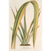 Maalauksen jäljennös Phormium tenax fol. var. - Charles Antoine Lemaire