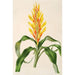 Pitcairnia andreana - Charles Antoine Lemaire — näkymä teoksesta