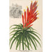 Pitcairnia aphelandriflora - Charles Antoine Lemaire — näkymä teoksesta