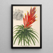 Pitcairnia aphelandriflora - Charles Antoine Lemaire — kehystetty taideteos seinällä