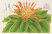Pitcairnia tabuliformis - Charles Antoine Lemaire — näkymä teoksesta